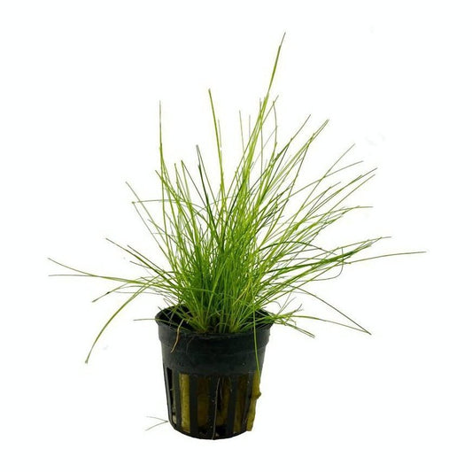 Dwarf Hairgrass Elocharis parvula